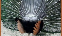 在线观看孔雀,在线观看孔雀的奇幻之旅